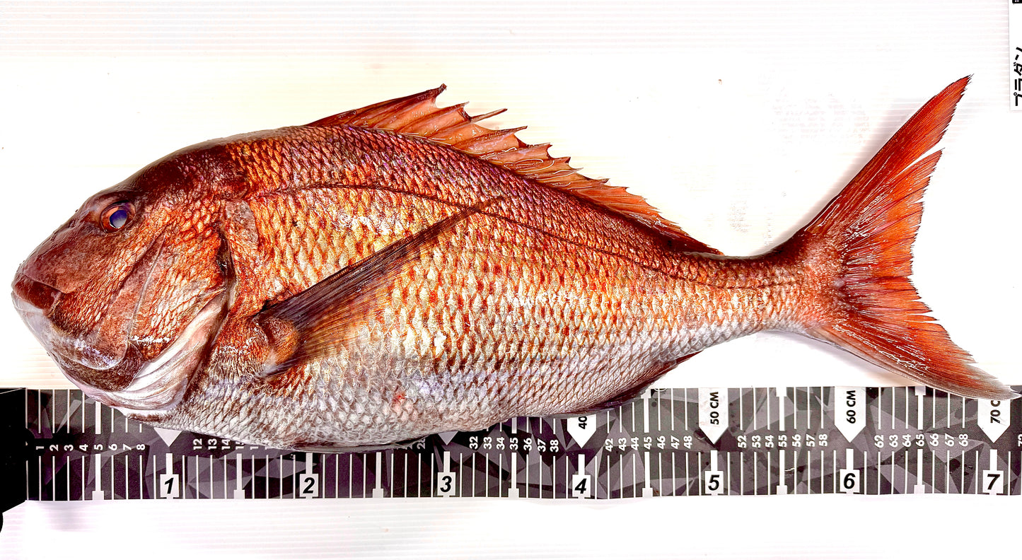 02052特大真鯛の若生昆布〆(250g)(真空冷凍)