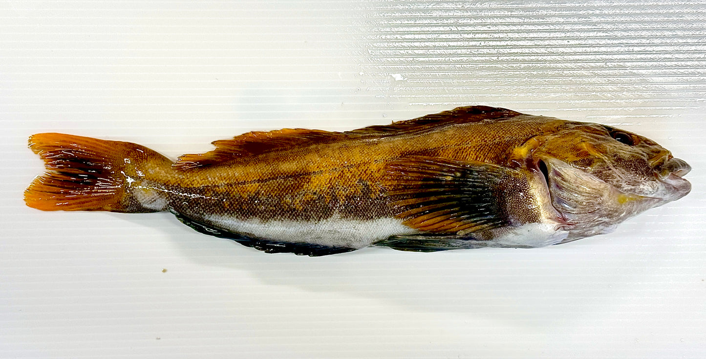 02053ゴールデンアイナメ(460g)(真空冷凍)