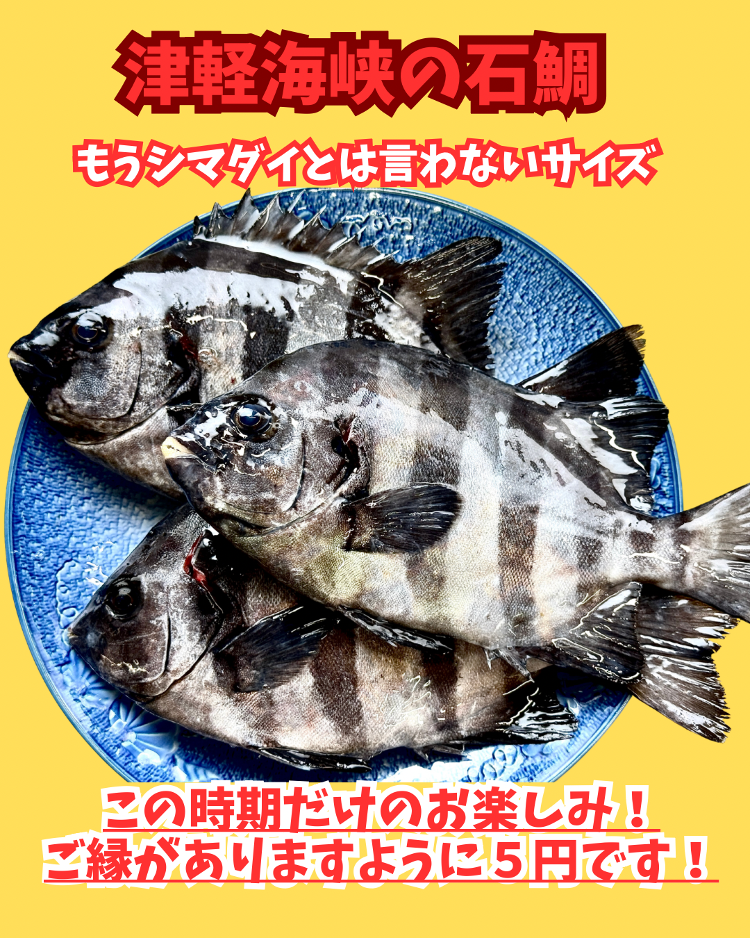02094ご縁の石鯛(尾頭付き塩焼きサイズ)(真空冷凍)