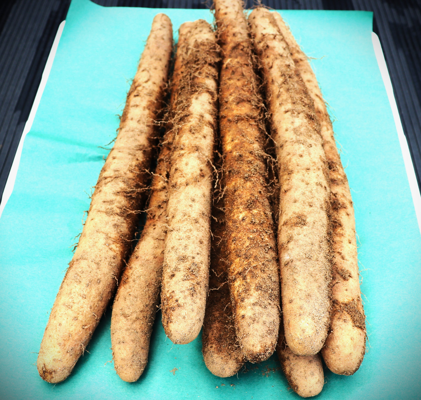 10002青森産ながいも(1kg-Mサイズ5~6本)(準備中)