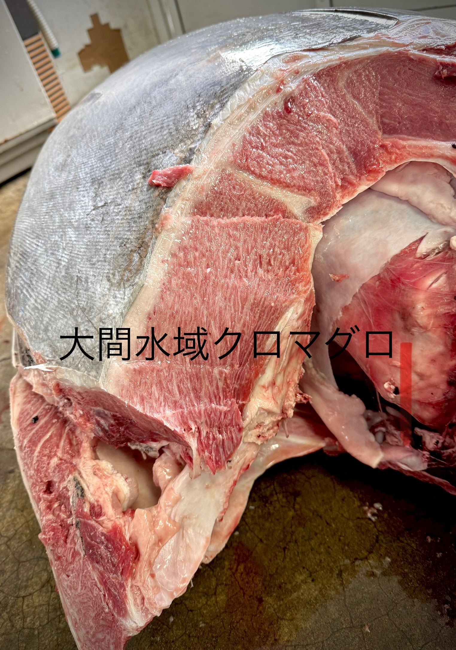 大間沖クロマグロ解体完了