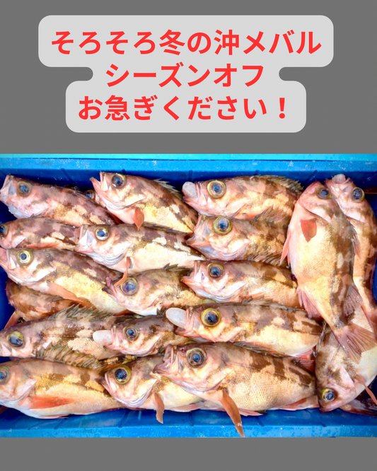 02016小泊沖メバル（２５０ｇUP）（真空冷凍）