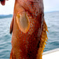 02077津軽海峡のキジハタの若生昆布〆（190ｇ）（真空冷凍）
