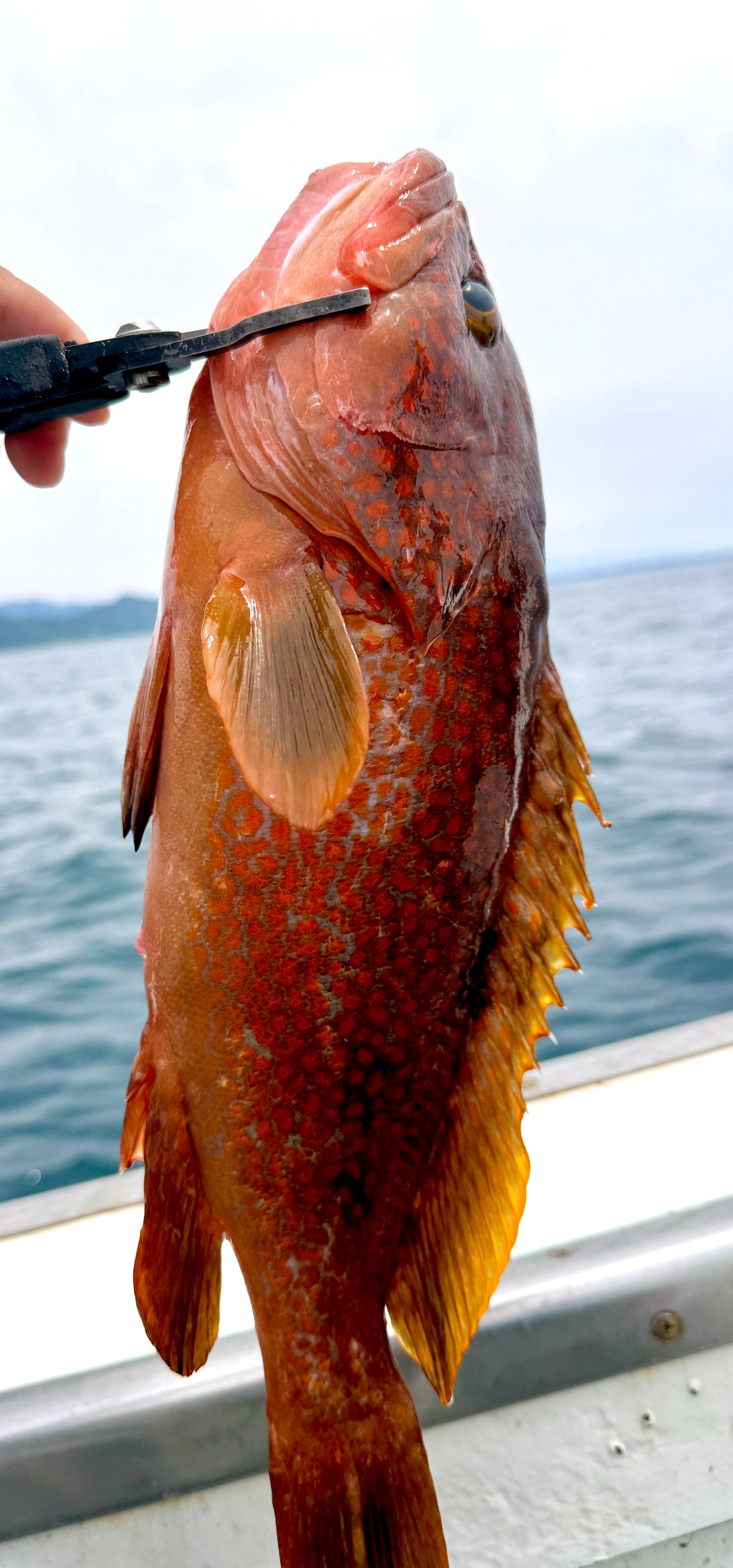 02077津軽海峡のキジハタの若生昆布〆（190ｇ）（真空冷凍）