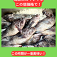 02038津軽海峡のマゾイ（キツネメバル）（４００ｇUP）（真空冷凍）