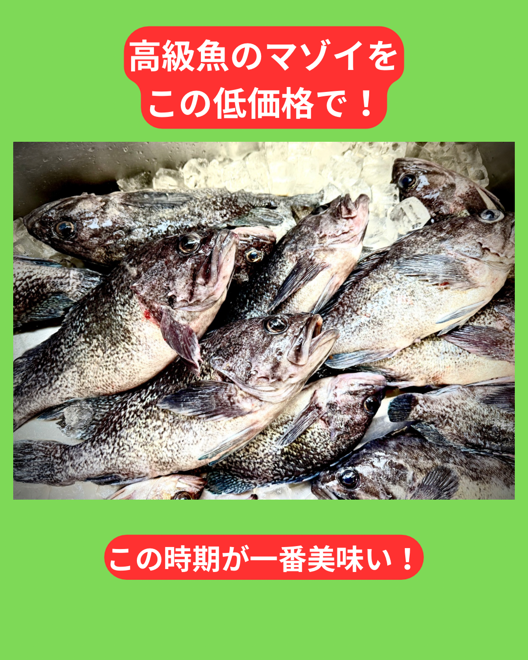 02038津軽海峡のマゾイ（キツネメバル）（４００ｇUP）（真空冷凍）