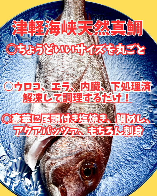 02066北限真鯛の丸ごと一匹（480ｇ）（真空冷凍）
