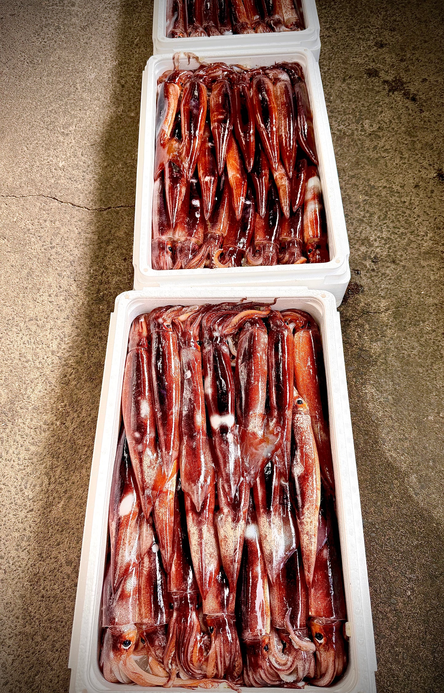 02004冬のするめいか（塩辛作りサイズ）（4杯パック）（真空冷凍）