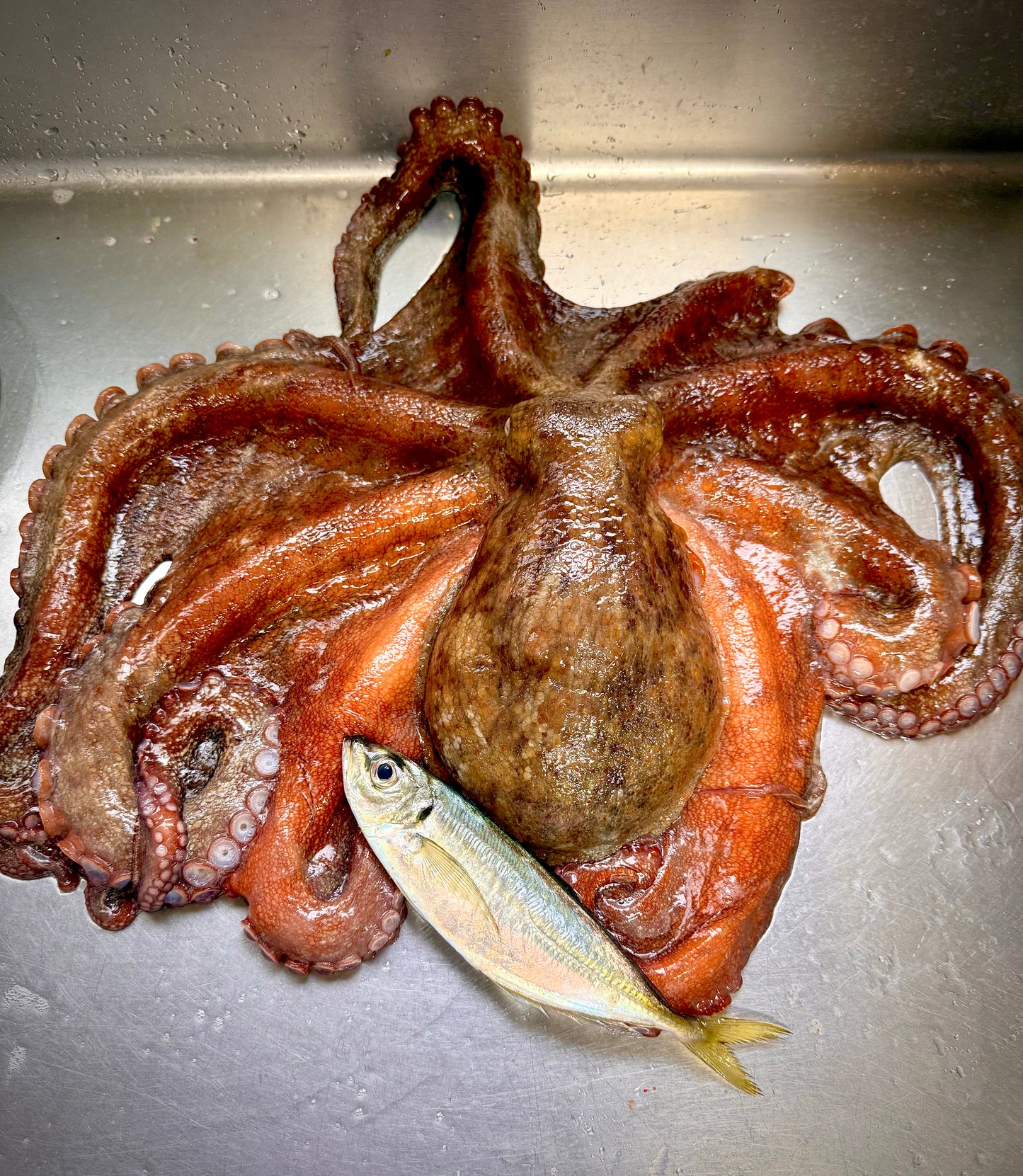 02031津軽海峡冬の真タコ（190ｇUP）（真空冷凍）