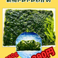 22013トロトロわかめ（250ｇ）（真空冷凍）