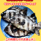 02094ご縁の石鯛（尾頭付き塩焼きサイズ）（真空冷凍）