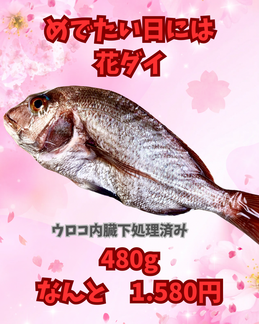02045春の花ダイ（480ｇ）（真空冷凍）