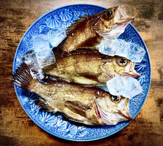 02020メバル（５００ｇUP）（真空冷凍）