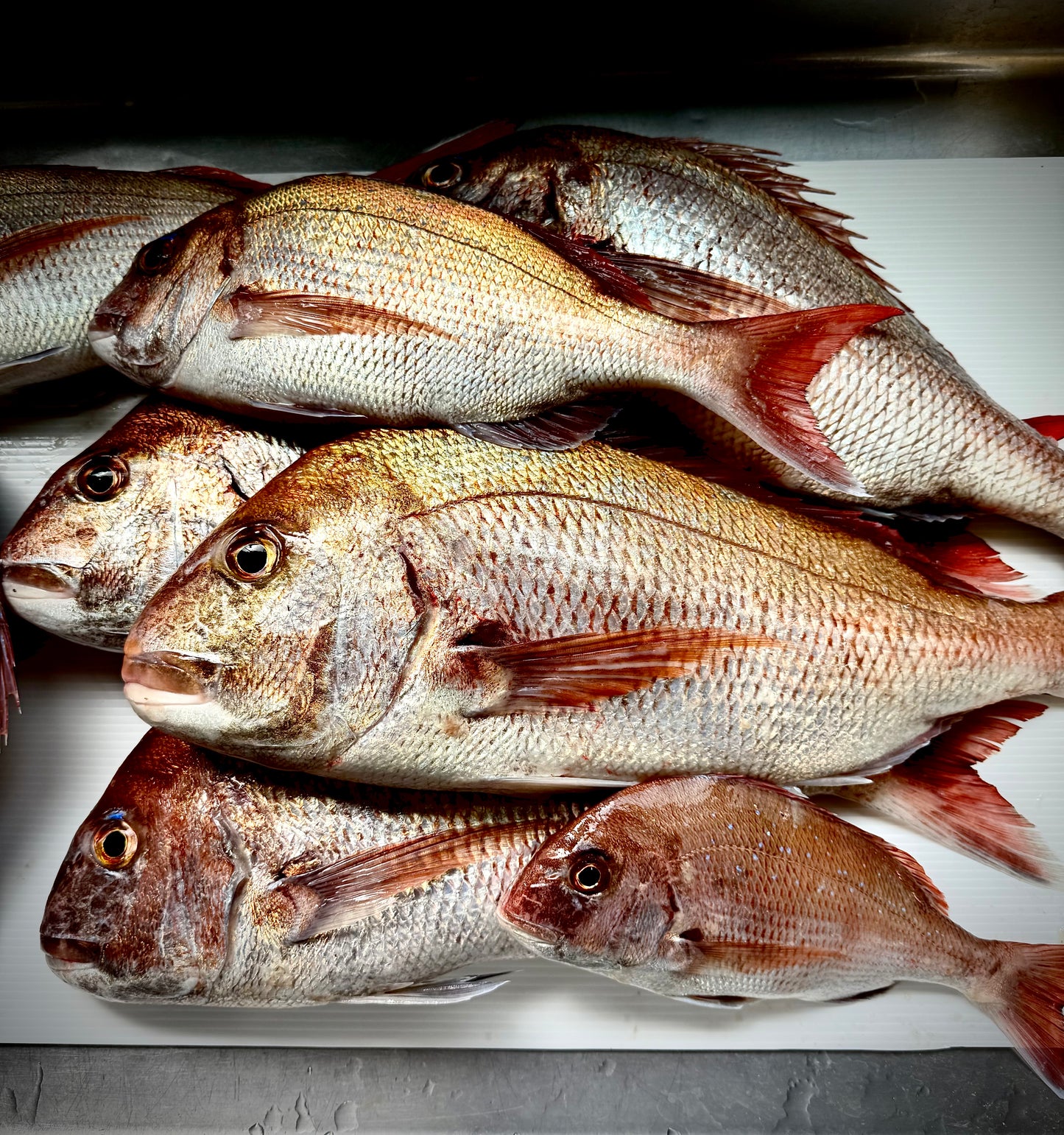 02002北限の真鯛（500ｇ真空冷凍） 冬の真鯛