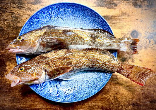 02018海峡アイナメ（５００ｇUP）（真空冷凍）