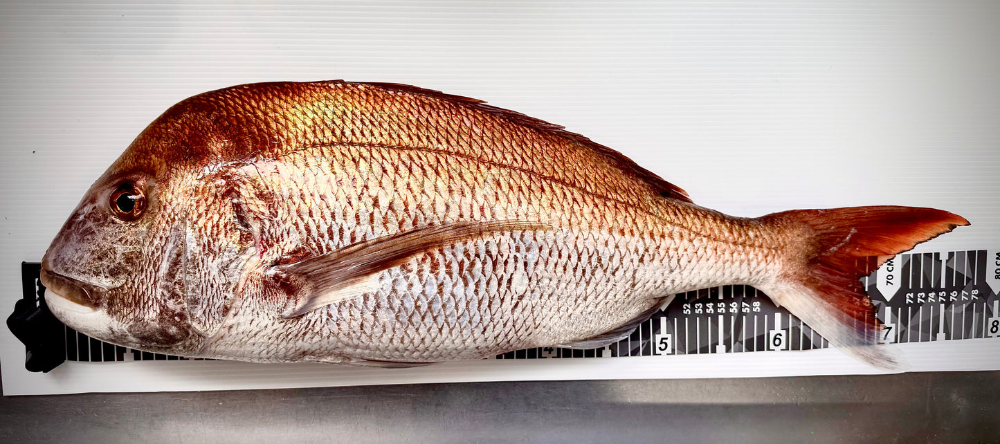 02002北限の真鯛（500ｇ真空冷凍） 冬の真鯛