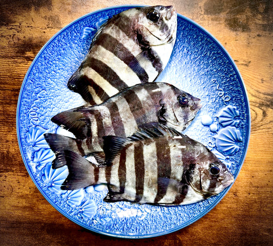 02019しまだい（４００ｇUP）（真空冷凍）