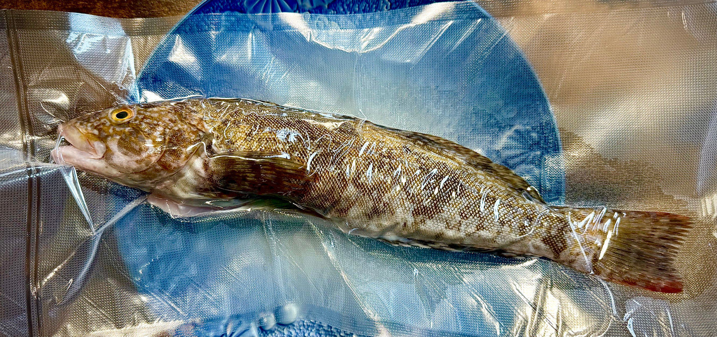 02018海峡アイナメ（５００ｇUP）（真空冷凍）