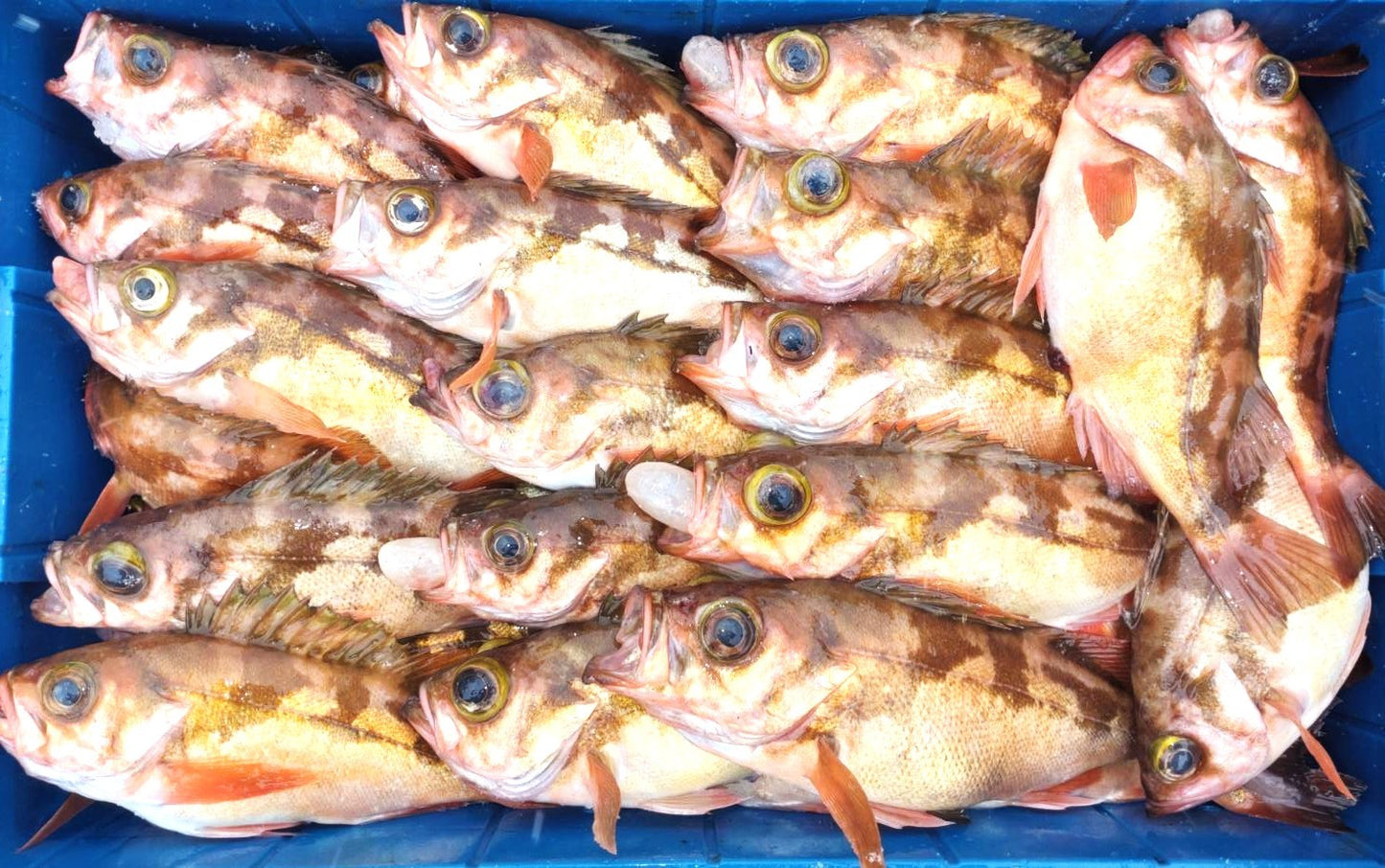 02016小泊沖メバル（２５０ｇUP）（真空冷凍）