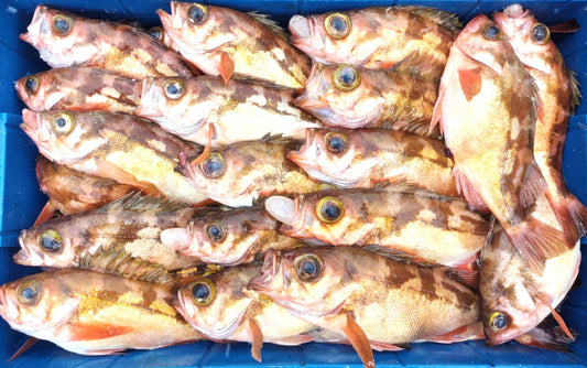 02016小泊沖メバル（２５０ｇUP）（真空冷凍）