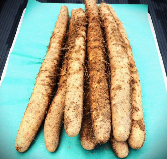 10002青森産ながいも(1kg-Ｍサイズ5~6本）(準備中）