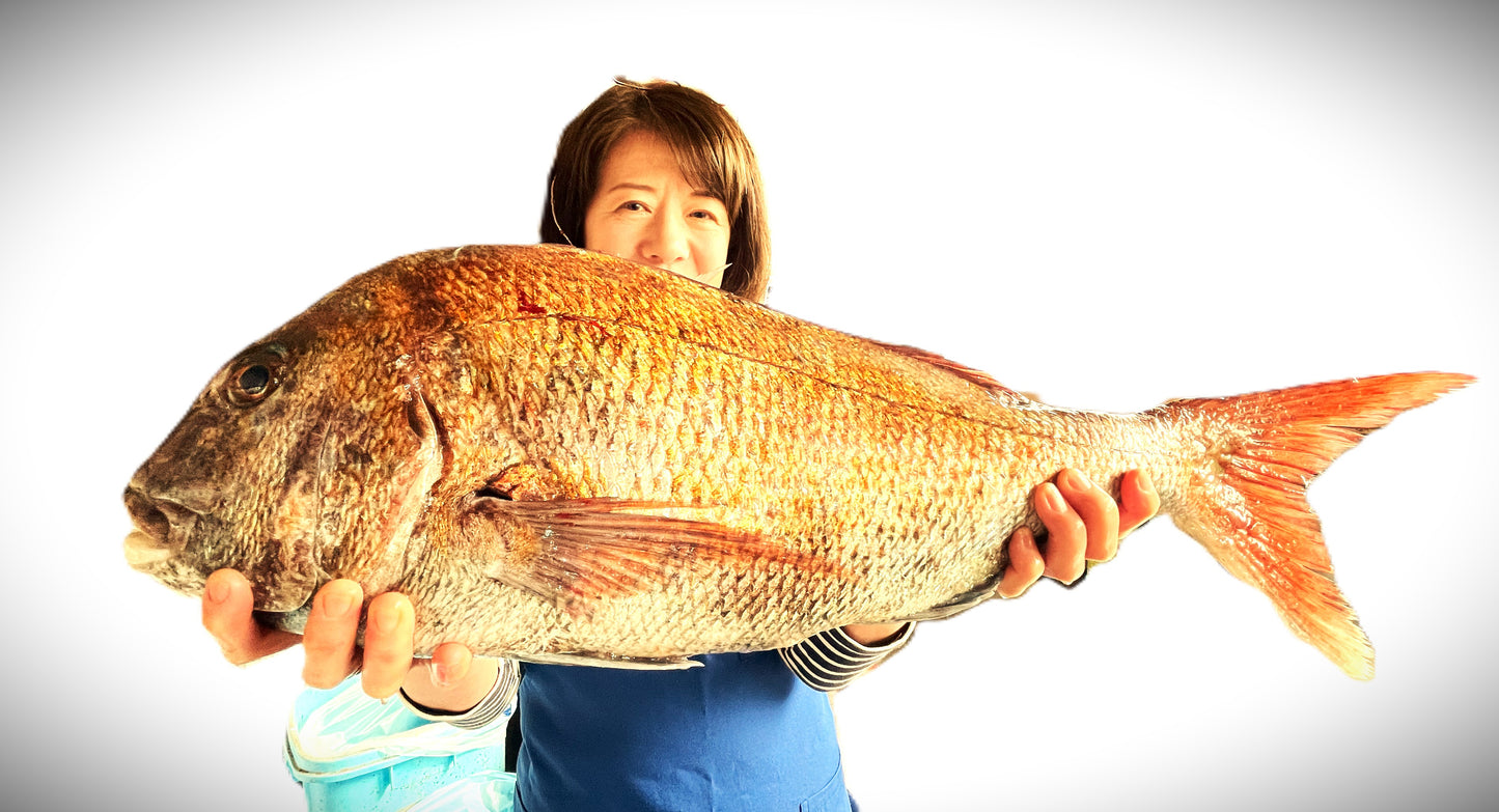 02002北限の真鯛（500ｇ真空冷凍） 冬の真鯛