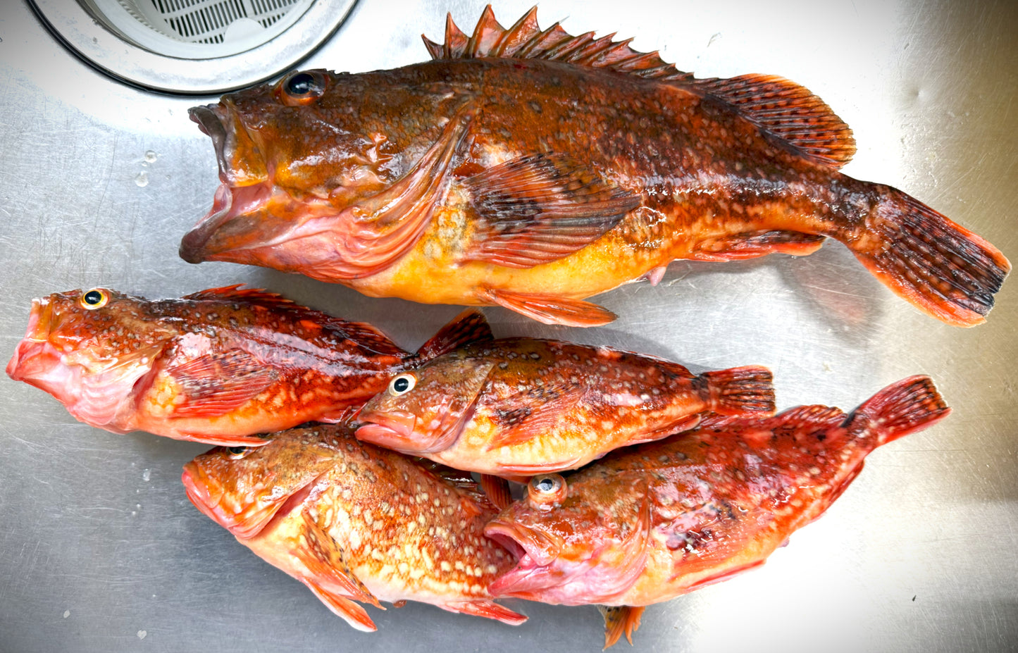 02005竜飛海峡のカサゴ（１匹230gUP）（真空冷凍）