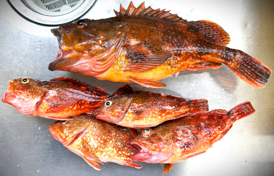 02005竜飛海峡のカサゴ（１匹230gUP）（真空冷凍）