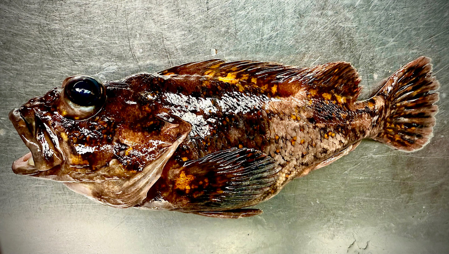 02015海峡ムラソイ（２３０ｇUP）（真空冷凍）