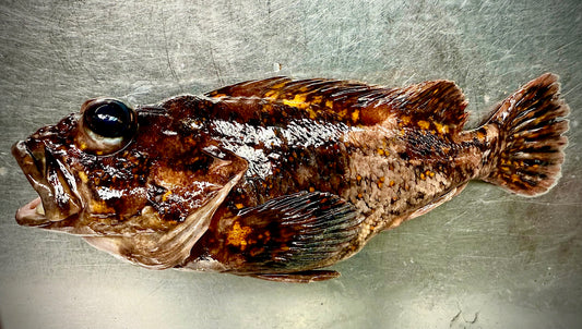 02015海峡ムラソイ（２３０ｇUP）（真空冷凍）